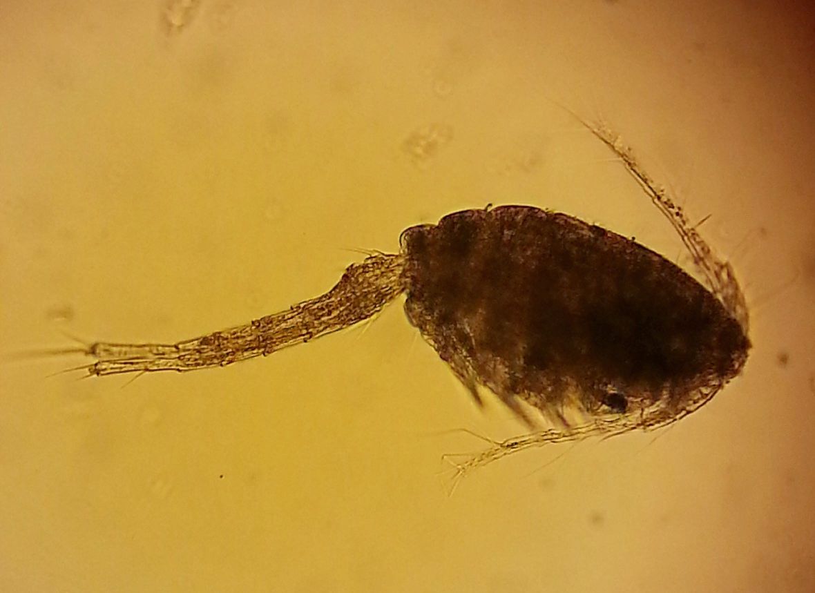 Image of Limnoithona sinensis